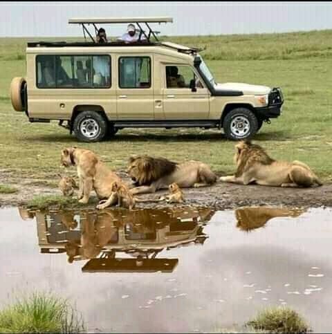 Kenya Safari tour game